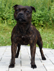 стаффордширский бультерьер